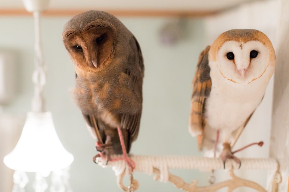 Owl Cafe Tokyo Akihabara Fukurou - Recommended Advance Booking