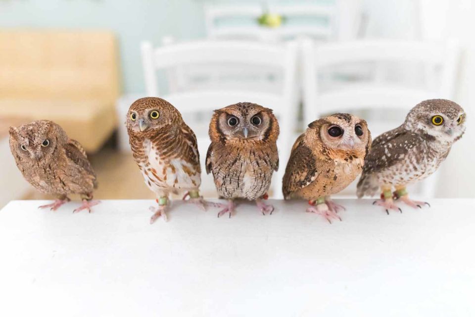 Owl Cafe Tokyo Akihabara Fukurou - Age Restrictions