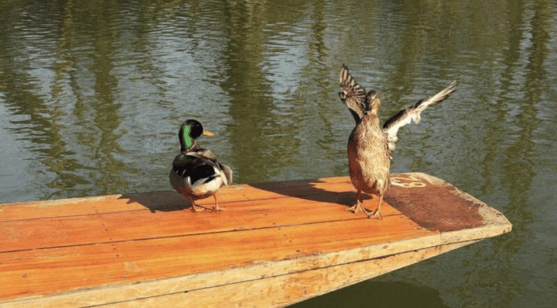 Oxford : Private Punt Tour - Who Will Love This Experience?