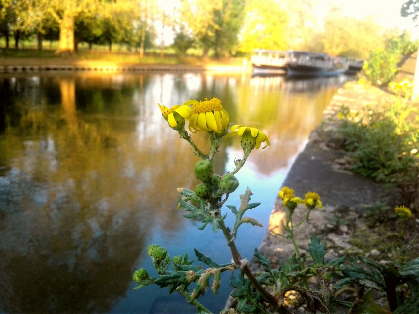 Oxford: River Cruise and Walking Tour to Iffley Village - Customer Feedback