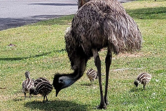 Oyster Adventure in Coffin Bay (Coffin Bay Pick Up) - The Sum Up: Is It Worth It?