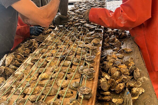Oyster Farm, Ston and Winery Tour - Exploring the Oyster Farm, Ston, and Winery Tour: A Genuine Croatian Experience