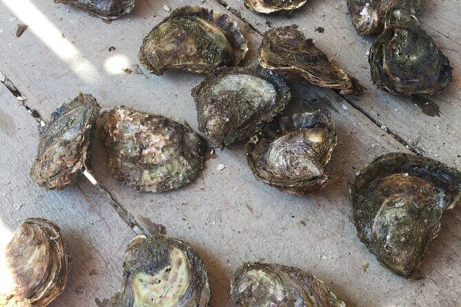 Oyster Farm, Ston and Winery Tour - Who Should Consider This Experience?