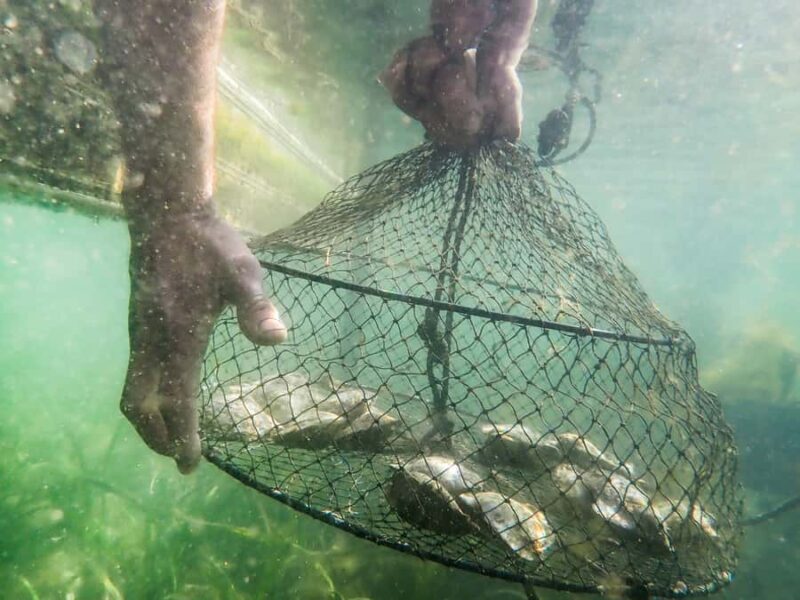 Oyster & Pearl Lovers Tour - The Sum Up: Who Will Love This Tour?