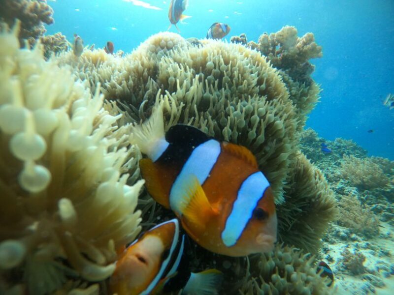 Ozzy Snorkeling 3 Islands Visit Baby Turtles - What to Expect on the Tour