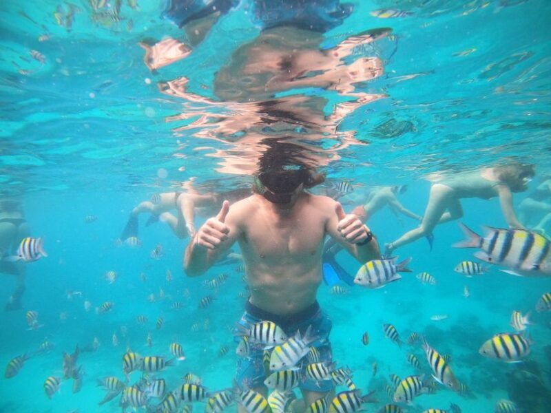 Ozzy Snorkeling 3 Islands Visit Baby Turtles - Authentic Traveler Experiences