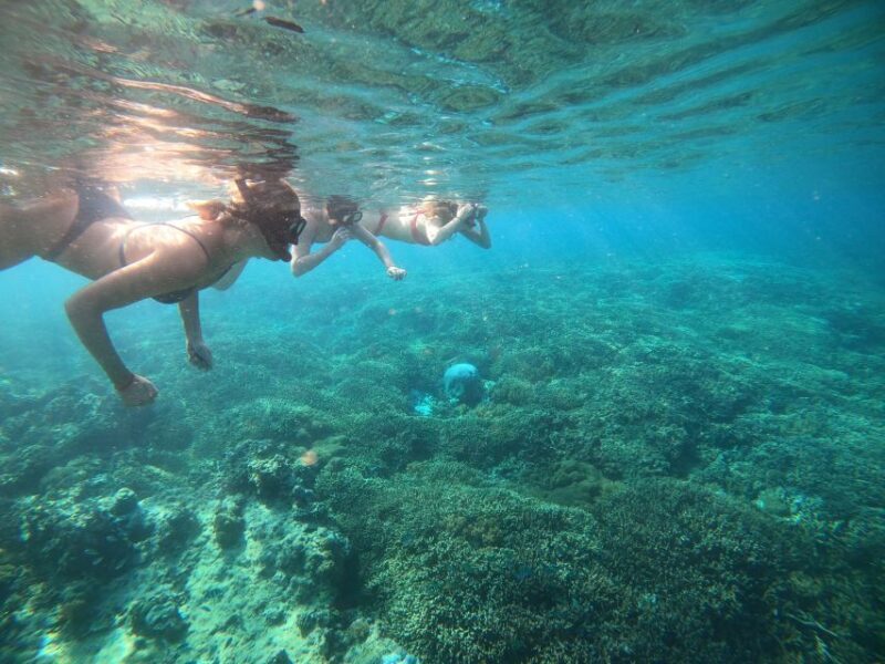 Ozzy Snorkeling 3 Islands Visit Baby Turtles - Who Will Love This Tour?