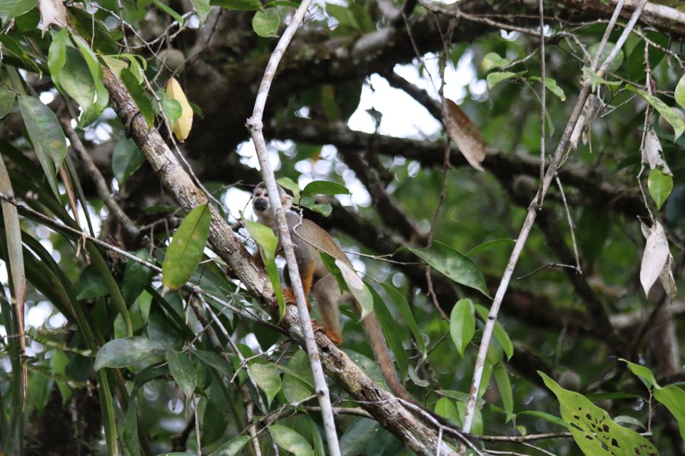 Pacaya-Samiria National Reserve: Multi Day Jungle Expedition - Highlights of the Journey