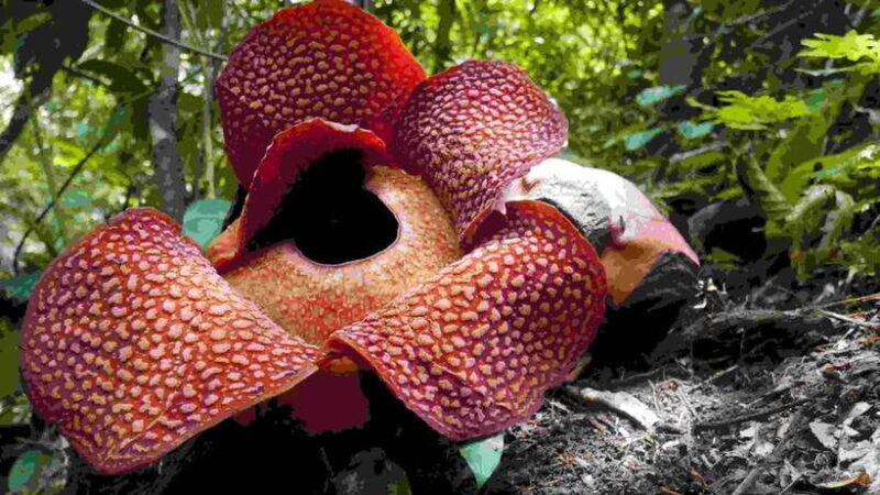 Padang : 3 Days Exploring Iconic Place of Padang - Frequently Asked Questions