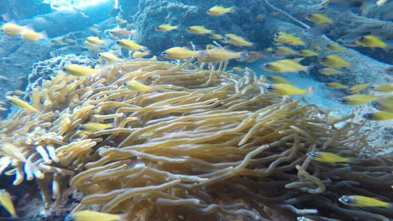 Padang West Sumatra: Hoping Island Fullday Tour - FAQ