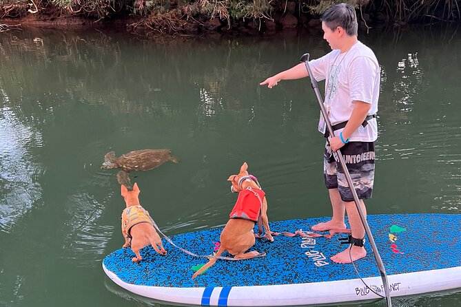 Paddle Board Haleiwa With Rescue Dogs - Embracing the Calming Presence of Rescue Dogs