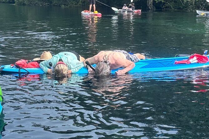Paddleboard Rental Three Sisters Springs & Manatee Refuge - What to Expect from Your Paddleboard Experience
