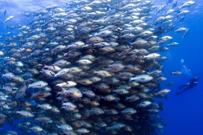 PADI Advanced Open Water Course - Good To Know