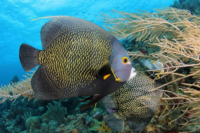 PADI Discover Scuba Dive at 5 Star Dive Center Blue Bay Dive, Curacao - An In-Depth Look at the Blue Bay Discover Scuba Experience