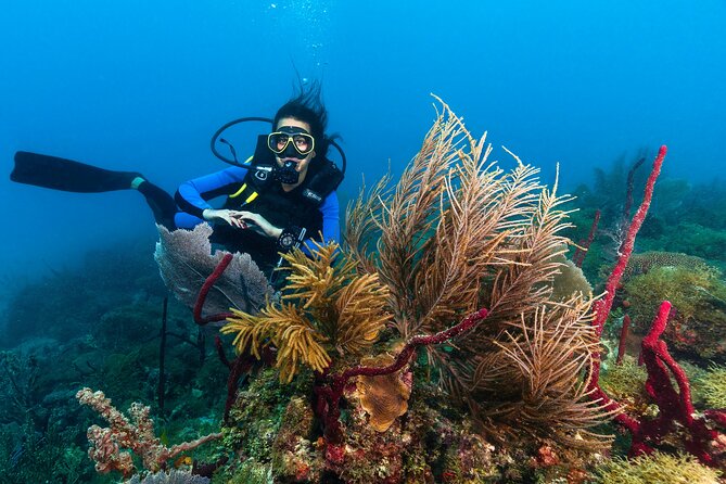 PADI Discover Scuba Diving Course in Bayahibe - Whats Included