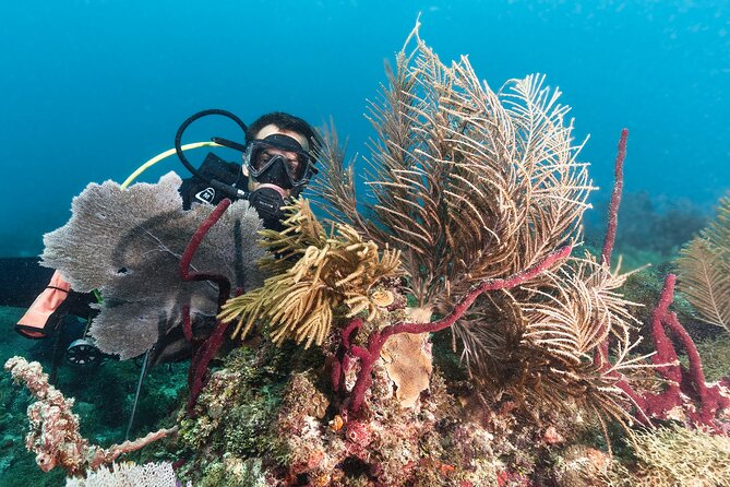 PADI Discover Scuba Diving Course in Bayahibe - Safety and Health Considerations