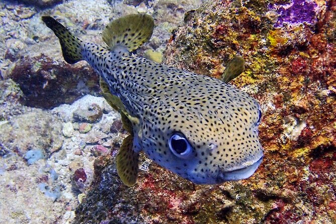 PADI Discover Scuba Diving for Beginners (Non Certified Divers) - Diving Site and Duration