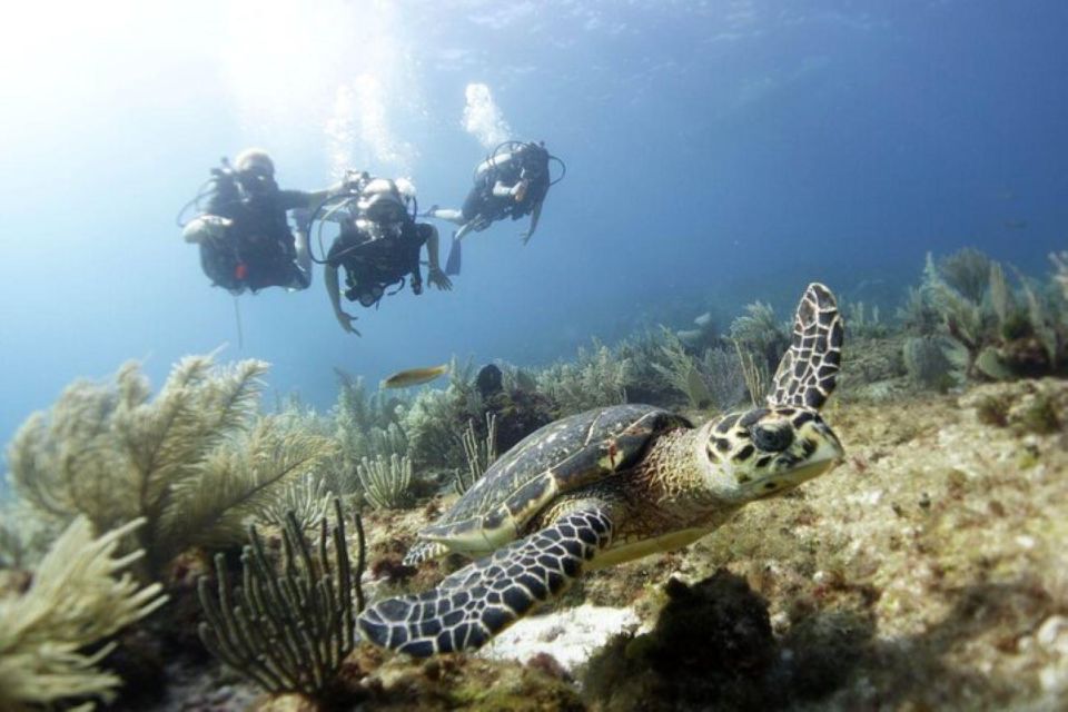 PADI Discover Scuba Diving for Divers Without Certification - Overview of Discover Scuba Diving