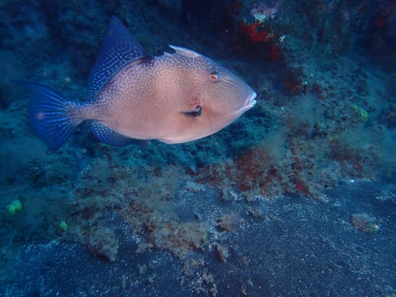 PADI Discover Scuba Diving Los Cancajos La Palma - Whats Included