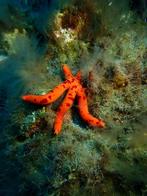 PADI Discover Scuba Diving Los Cancajos La Palma - What to Bring and Important Information