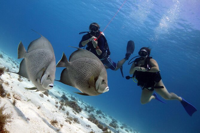 PADI Open Water Diver Course - Certification and Fees