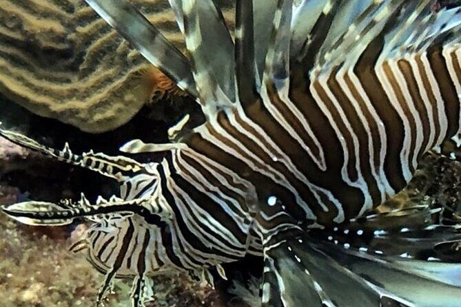 PADI Open Water Diver Course in Bayahibe - FAQ