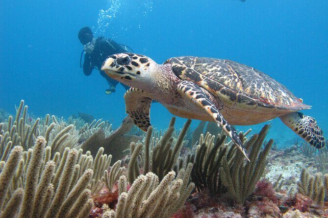 PADI Open Water Diving Certification Course Activity - A Closer Look at the Experience