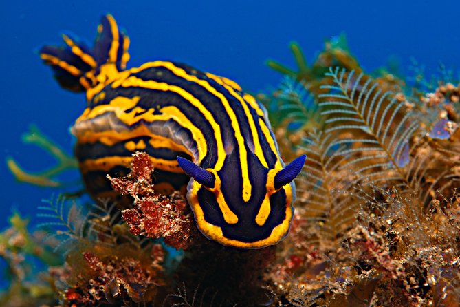 PADI ReActivate Course - Experienced Guides