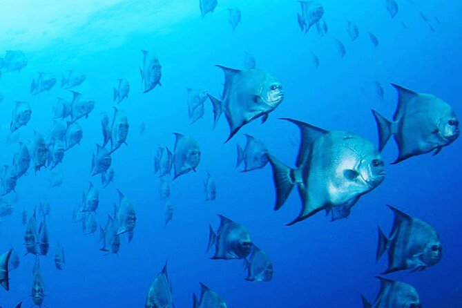 PADI Rescue Diver Course - About Your Stay