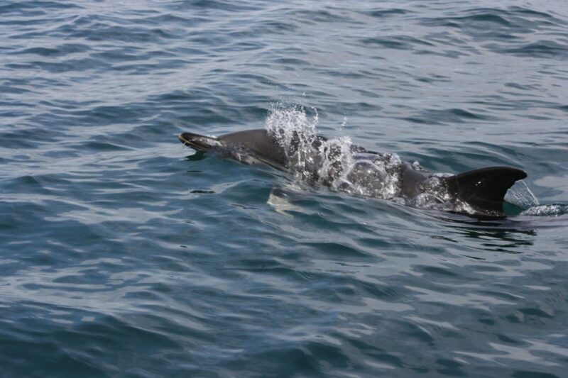 Padstow: Guided RIB Sealife Safari - Important Safety Information