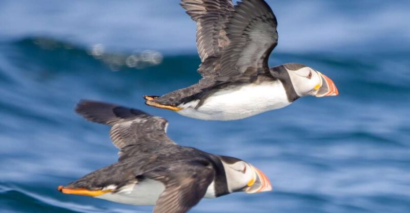 Padstow: Guided RIB Sealife Safari - Booking and Cancellation Policy