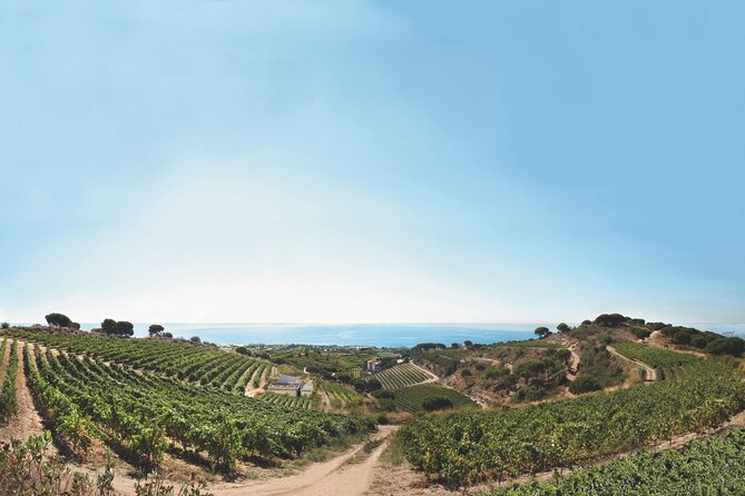 Paella Cooking Experience & Winery Tour From Barcelona - Additional Considerations