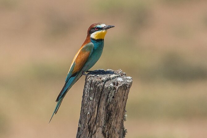 Paella, Olive Oil, Wine & Relax Review - Reviews and Ratings From Guests