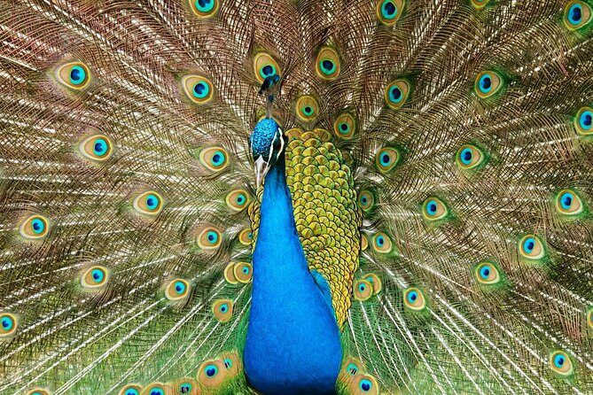 Pafos Zoo Visit & Blue Lagoon Cruise with Local Guide from Paphos - The Sum Up: Who Should Consider This Tour?