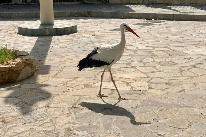 Pafos Zoo Visit & Blue Lagoon Cruise with Local Guide from Paphos - Frequently Asked Questions