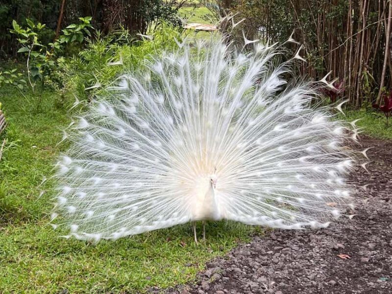 Pahoa: Ranch Tour with Animal Feedings and Interactions - Who Should Consider This Tour?