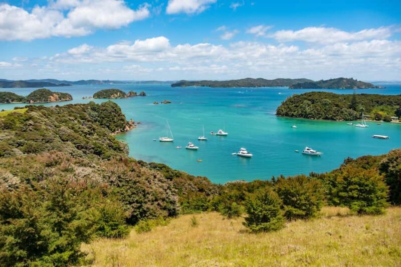 Paihia: Bay of Islands Dolphin Eco Cruise & Island Stopover - Key Points