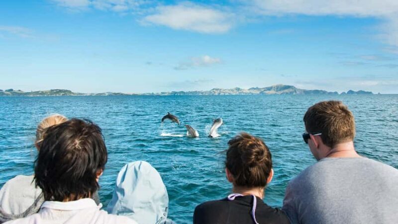 Paihia: Bay of Islands Dolphin Eco Cruise & Island Stopover - Introduction to the Experience
