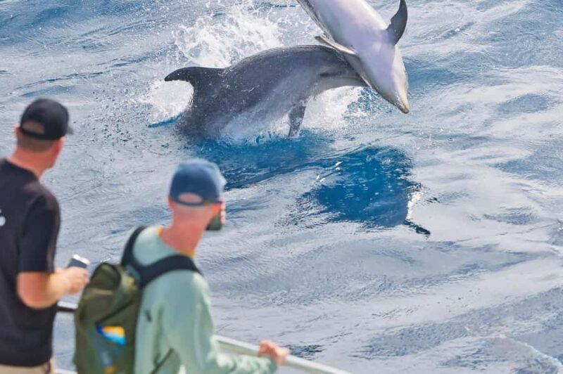 Paihia: Bay of Islands Dolphin Eco Cruise & Island Stopover - FAQs
