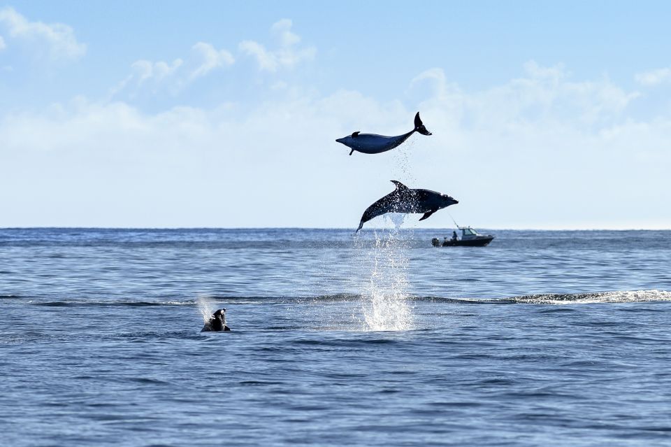 Paihia/Russell: Hole in the Rock and Bay of Islands Cruise - Inclusions and Features