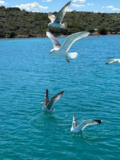 Palau/La Maddalena Archipelago, Tour, Excursion on Sailboat - Highlights of the Tour