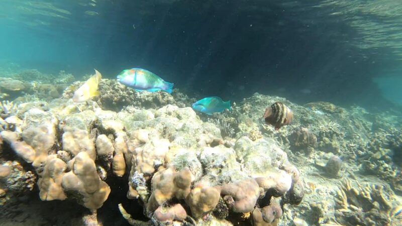 Palawan: Adventure of Dugong Watching and Island Snorkeling - Pickup Locations and Transportation