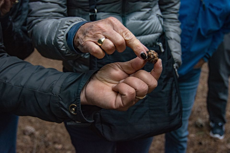 Palazzolo Acreide: Truffle Hunt With 3-Course Meal and Wine - Embark on Truffle Hunt