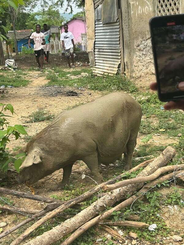 Palenque: Eco-Tour on Horseback with Lunch - FAQs