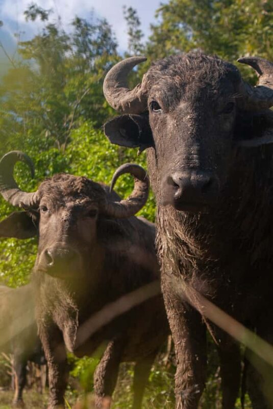 Palenque: waterfalls, buffalo, & birdwatching, a soulful immersion - Key Points