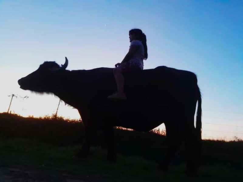 Palenque: waterfalls, buffalo, & birdwatching, a soulful immersion - Authenticity and Value