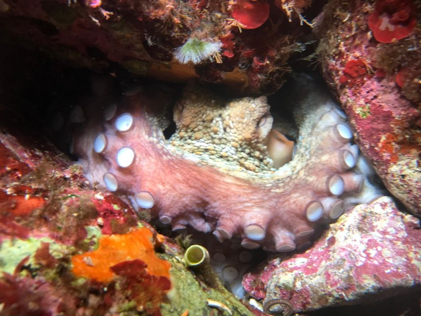 Palermo: Full-Day Snorkeling Boat Tour with Lunch and Wine - Final Thoughts