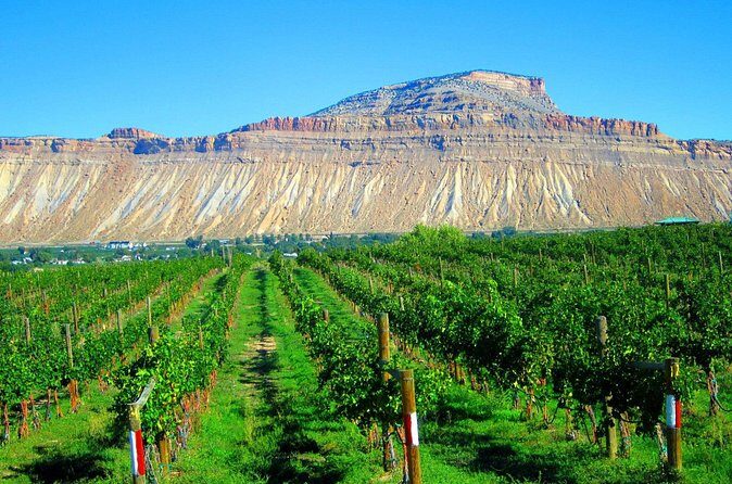 Palisade Wine Tour Luxury Wine Tasting Experience - Why This Tour Delivers Value