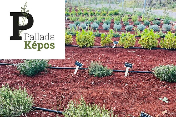 Pallada Semi-Private Olive Oil Tours in Sternes, Chania - Accessibility and Logistics