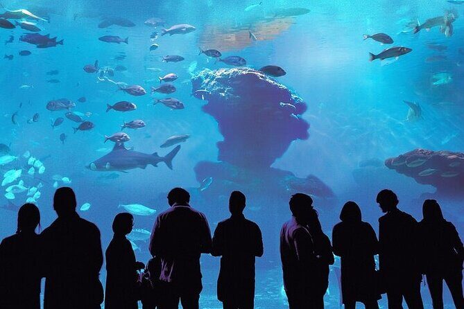 Palma Acquarium with Transfer - Key Points